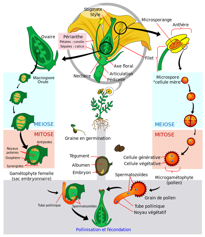 Angiosperm life cycle diagram fr svg