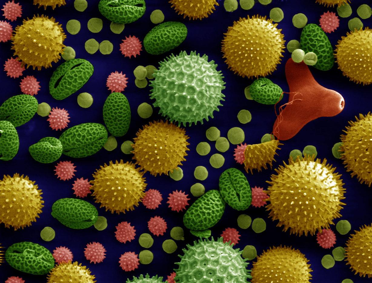 Misc pollen colorized
