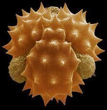 Pollen camomille