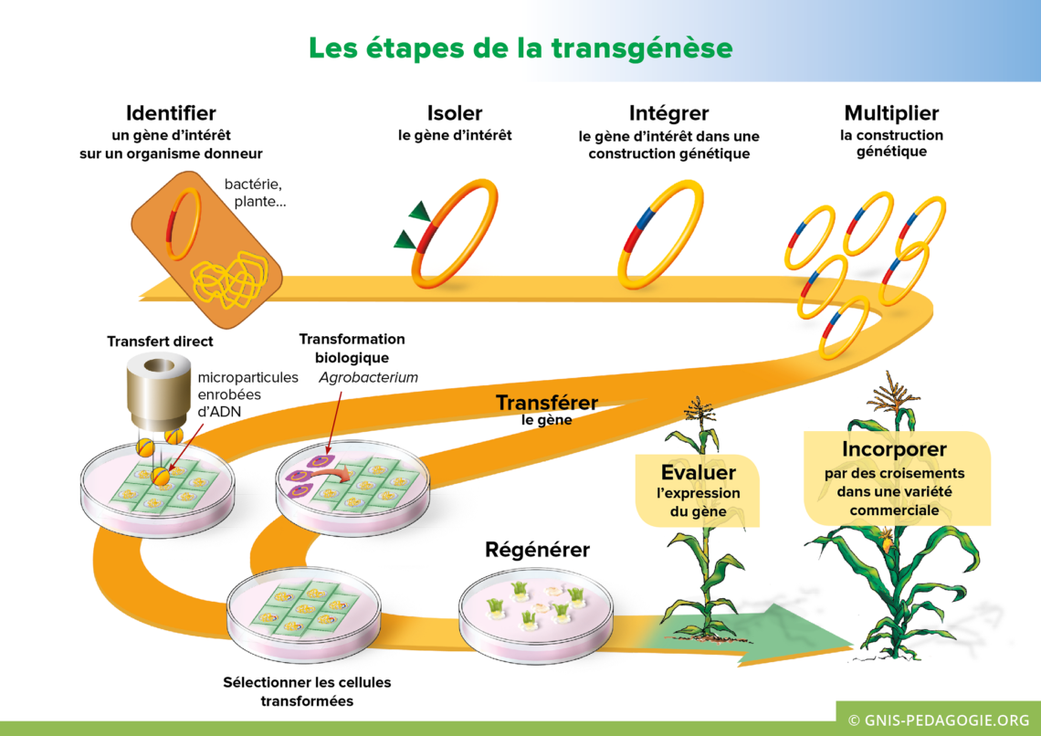 Gnis pedagogie amelioration plantes etapes transgenese 1140x806