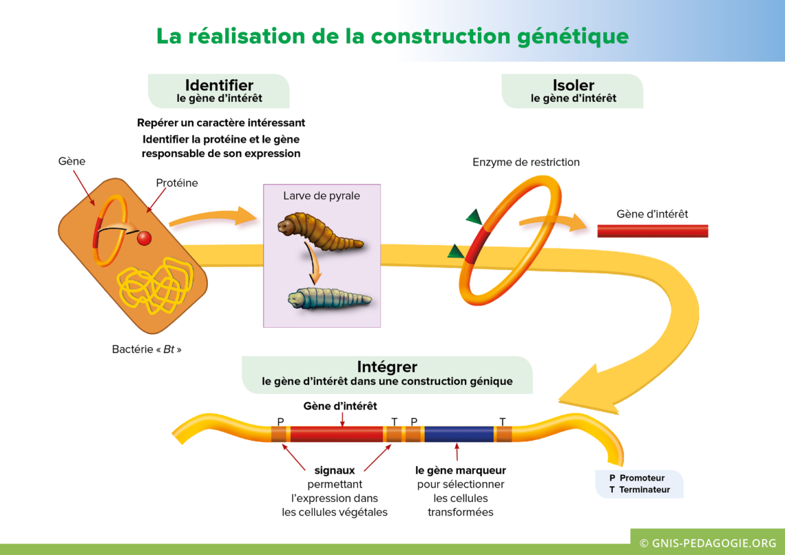Gnis pedagogie amelioration plantes realisation construction genetique 1140x806